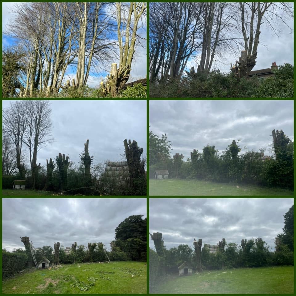 A row of tall trees before and after being reduced back