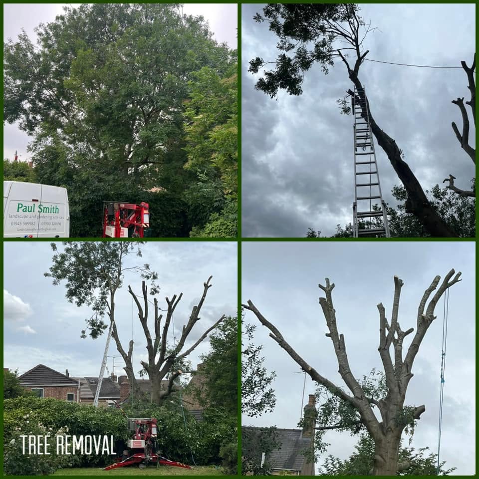 A large tree being taken down in sections by a climber, with the company sign on site