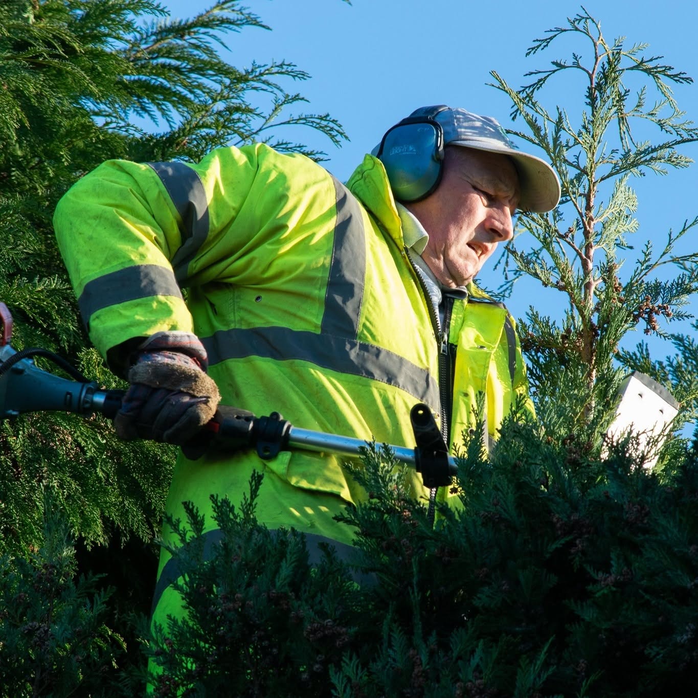 A member of the team in hi-vis and ear defenders trimming a conifer hedge