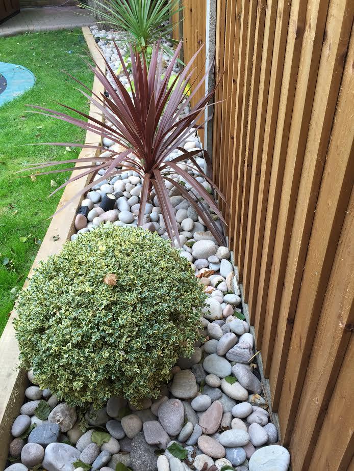 A pebble border planted with a cordyline and a clipped shrub along a new fence